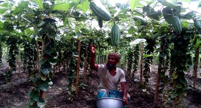 মাচায় পটল চাষে লাভবান হচ্ছেন বাগাতিপাড়ার কৃষকরা