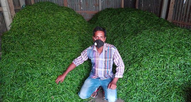 ন্যায্য মূল্য না পেয়ে বিপাকে মানিকগঞ্জের মরিচ চাষিরা