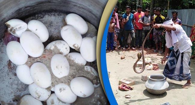 কুষ্টিয়ায় ২৬টি ডিমসহ দুটি গোখরা সাপ উদ্ধার