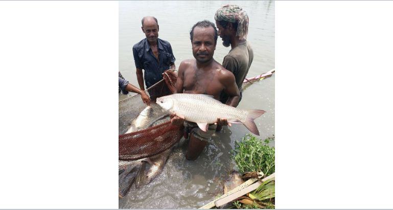পুঠিয়ায় মাছ চাষের সোনালী যুগ চলছে