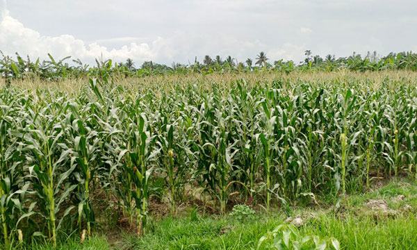 মিরসরাইয়ে ভুট্টাচাষে আগ্রহ বাড়ছে কৃষকদের