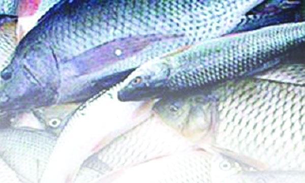 মৎস্য উৎপাদন কমেছে বছরে ১০ হাজার টন
