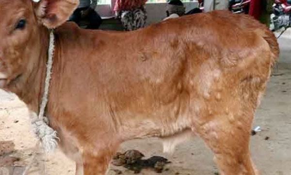গবাদিপশুর লাম্পিস্কিন রোগে দিশেহারা কৃষক ও খামারি