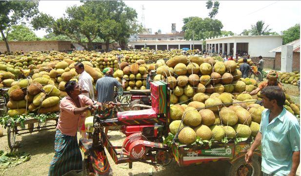 কাঠালের দাম নিয়ে কৃষকের আশায় গুড়েবালি