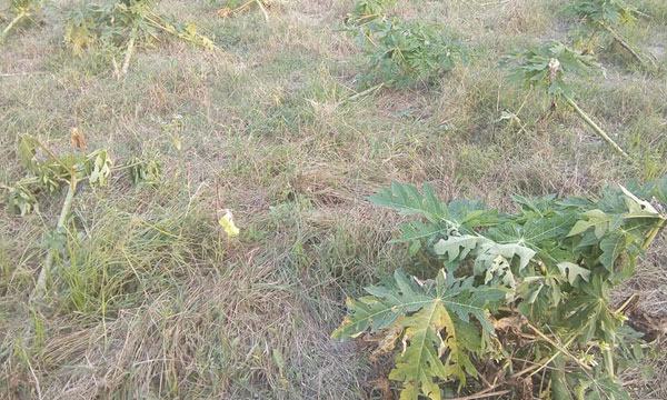 বগুড়ায় ঝড়, শিলাবৃষ্টি ও অতি বৃষ্টিপাতে সবজির ব্যাপক ক্ষতি