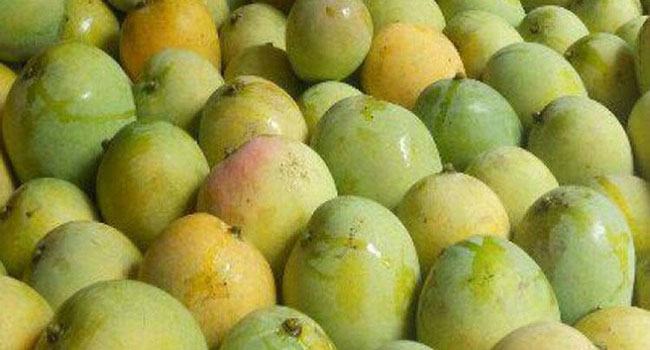 আম রফতানি করে বছরে ৩০০ কোটি টাকা আয় সম্ভব