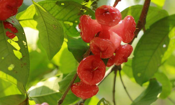 সবুজ পাতার ফাঁকে উঁকি দিচ্ছে রক্তবর্ণা জামরুল