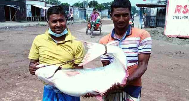 পদ্মায় ধরা পড়লো ১৯ কেজি ওজনের পাঙ্গাস