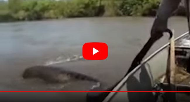 বিশাল অজগরের লেজ ধরে টানাটানি, অতঃপর যা ঘটলো(ভিডিও)