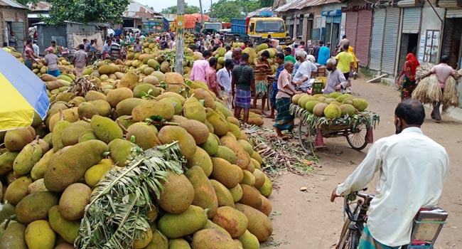 শৈলকুপায় জমে উঠেছে কাঁঠালের হাট