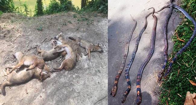 তাড়াশে শিয়াল ও বিষধর সাপকে পিটিয়ে হত্যা