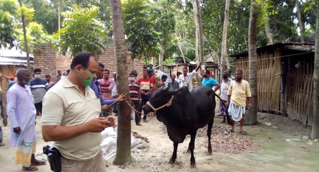 বালিয়াকান্দিতে আরো দু’টি চোরাই গরু উদ্ধার, অভিযুক্ত পলাতক