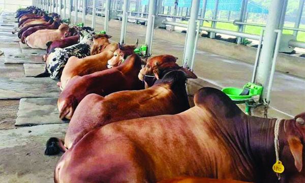 মিরসরাইয়ে কোরবানির জন্য ৪০ হাজার পশু প্রস্তুত