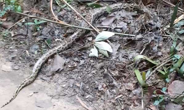 মিঠাপুকুরে শাল্টি গোপালপুর ইকোপার্কে অজগর ও বনবিড়াল অবমুক্তকরণ