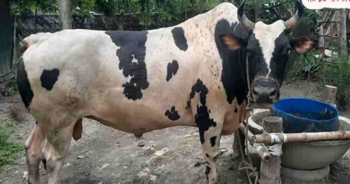 গরুর নাম চিতা বাঘ, দাম ১০ লাখ টাকা