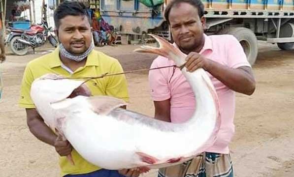 দৌলতদিয়ায় এক পাঙ্গাশের দাম ৩৮ হাজার টাকা