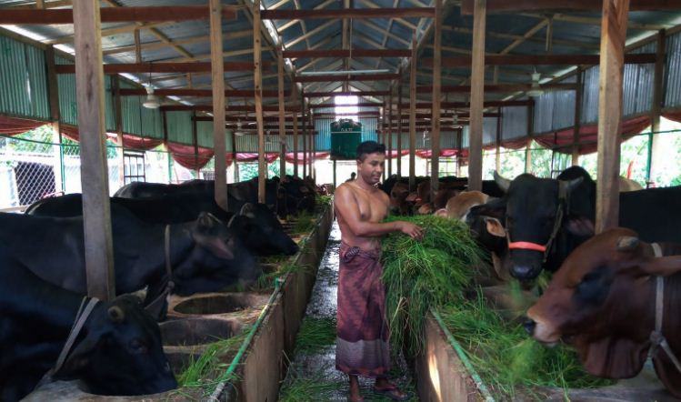 করোনা আতঙ্ক  : লোকসানের আশঙ্কায় খামারিরা
