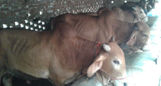 করোনায় কারণে আসছে না ব্যাপারিরা, হতাশ চৌগাছার গরু খামারিরা