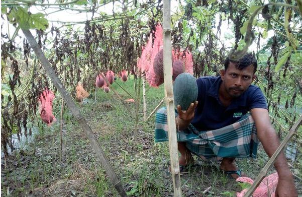 ‘অসময়ের তরমুজ’ চাষে হাসি ফুটলো কৃষকের মুখে