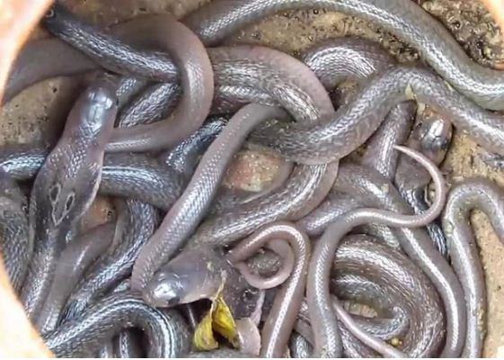 মেহগনী বাগানে ছেড়ে দেয়া হলো ৪০টি গোখরার বাচ্চা!