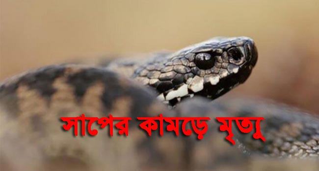 সখীপুরে সাপের কামড়ে অন্তসত্ত্বা গৃহবধূর মৃত্যু