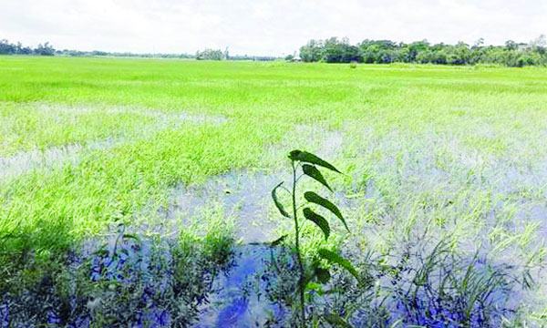 মিরসরাইয়ে জলাবদ্ধতায় দেড় হাজার একর জমির আমন চাষ অনিশ্চিত