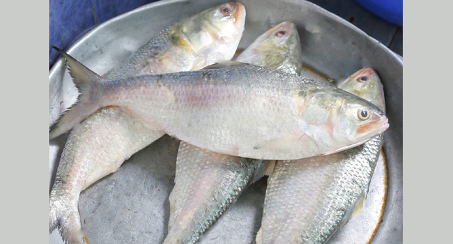 বরগুনায় ধরা পড়ছে বড় আকারের ইলিশ