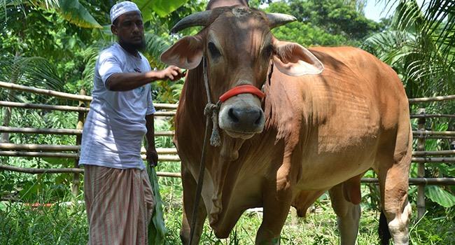 রাজার দাম ১৫ লাখ টাকা!