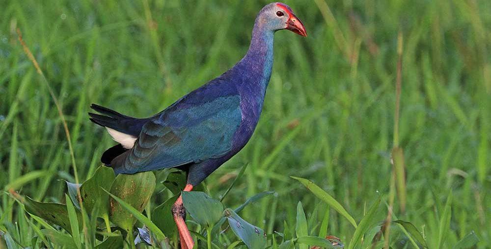 হারিয়ে যাচ্ছে জলের পাখি কালিম