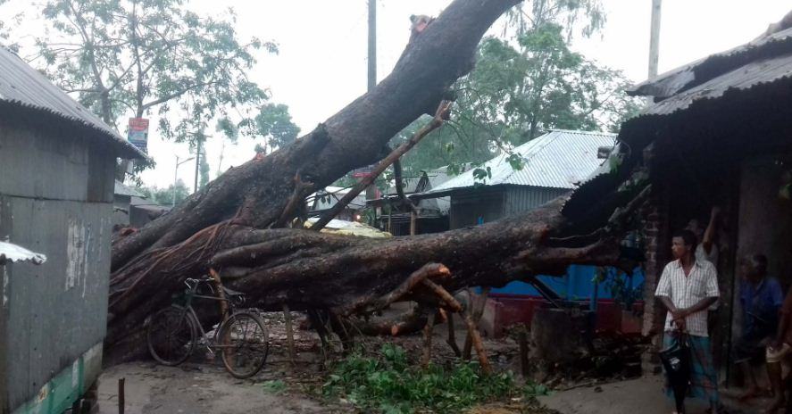 হঠাৎ সড়কে উপড়ে পড়লো দেড় শ’ বছর পুরনো পাকুড় গাছ