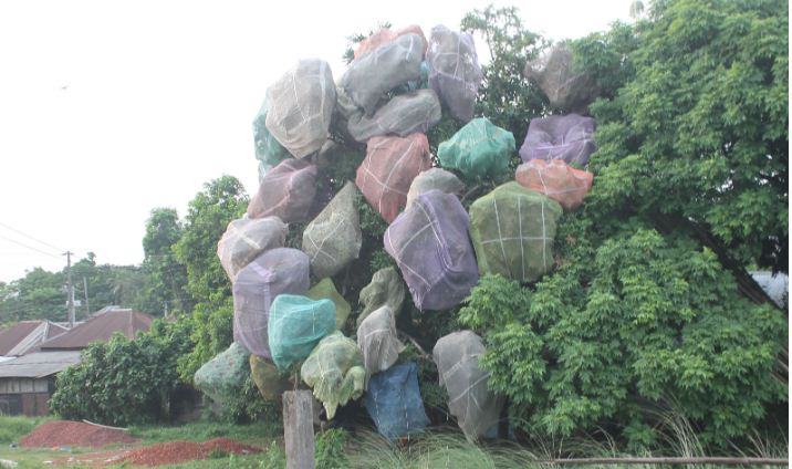 পিছফলের অতি কদর