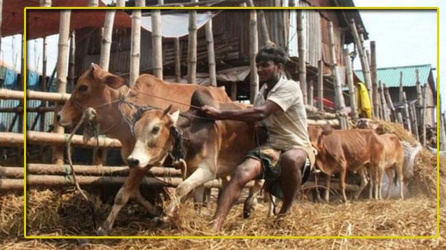 অনলাইনে কোরবানির গরু ক্রয়ে ঝুঁকি কতটা