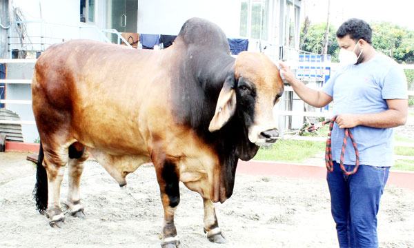 ঢাকায় পশুর হাট বসছে ১২টি