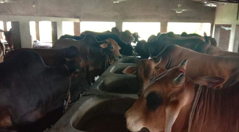 ‘লাভ-লোকসান না, ভাবছি কীভাবে গরুগুলো বিক্রি করা যায়’