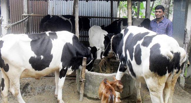 কোরবানির পশু নিয়ে দুশ্চিন্তায় খামারিরা