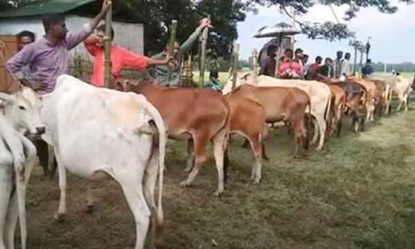 শায়েস্তাগঞ্জ উপজেলার পশুরহাট ক্রেতাশূন্য!