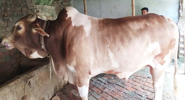 শিবগঞ্জে গরুর দাম নিয়ে শঙ্কায় সাড়ে ৩ হাজার খামারি
