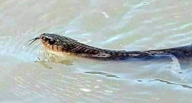 মারা পড়ল ১৩ গোখরা