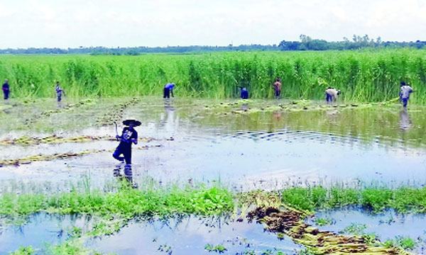 পাটের দাম বাড়লেও ফলনে খুশি নয় গুরুদাসপুরের কৃষকরা