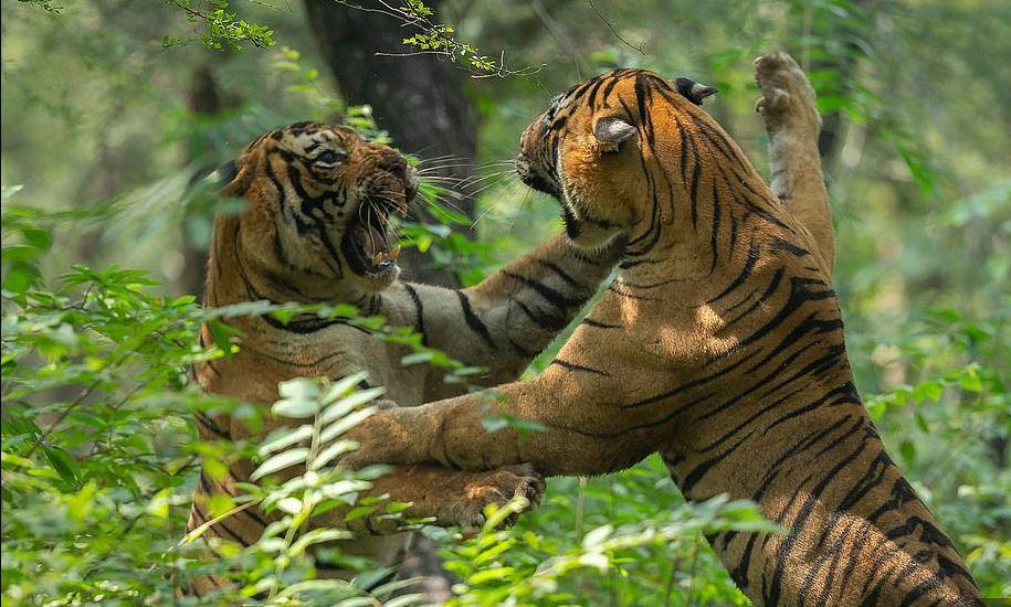 শেয়ানে শেয়ানে লড়াই!