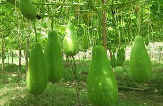 বর্ষায় শীতের সবজি চাষে সফল আহমেদ আলী