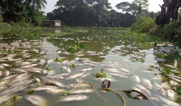 বিষ দিয়ে মাছ শিকার