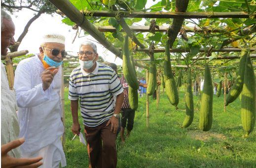 দেবীগঞ্জে নতুন জাতের ঝিঙ্গার বাম্পার ফলন