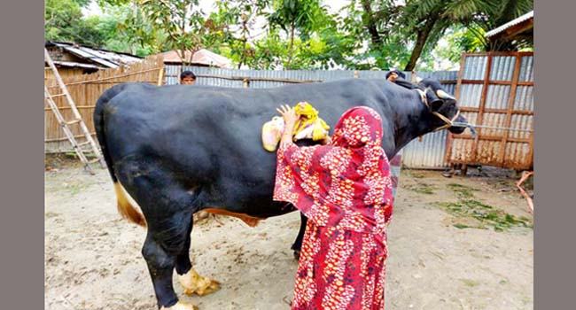 রাজশাহীর সবচেয়ে বড় ষাঁড় বুলেট