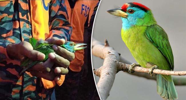 অবশেষে মুক্ত আকাশে উড়লো পাখিটি