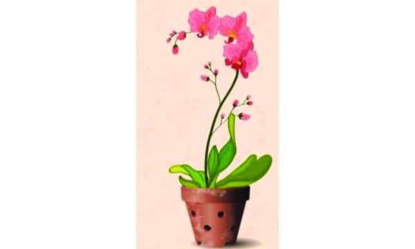 টবের গাছের যতœ
