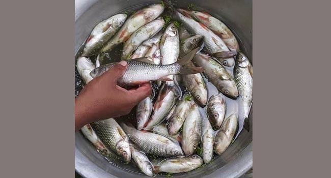 চাঁদা না পাওয়ায় পুকুরে বিষ প্রয়োগ, ৬ লাখ টাকার মাছ নিধন