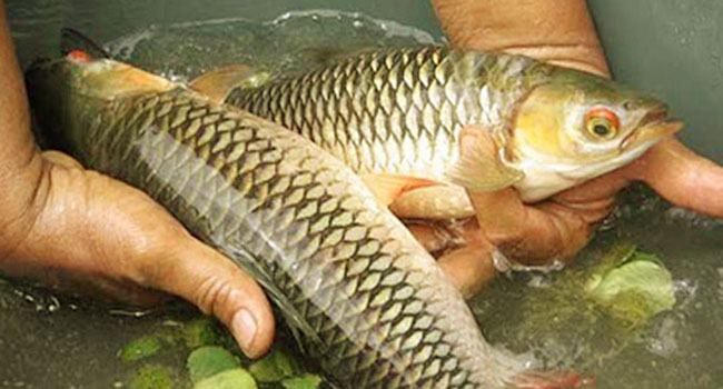 মৎস্য সপ্তাহ : বাঙালি বাঁচুক মাছে-ভাতে