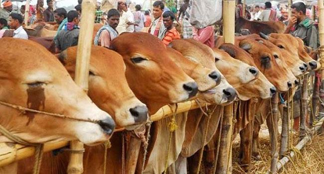 করোনা সঙ্কটকালে পশু কোরবানি
