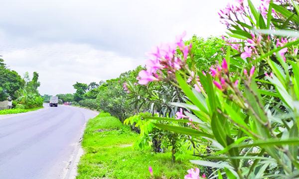 মৌসুমি ফুলে ফুলে বর্ণিল ঢাকা-চট্টগ্রাম মহাসড়ক